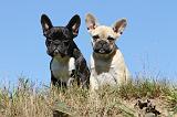 BOULEDOGUE FRANCAIS 514